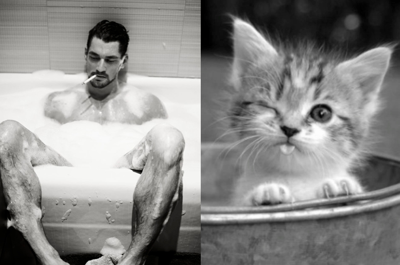 hot men with kittens tumblr