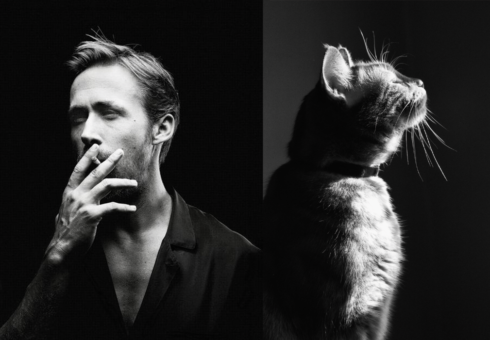 ryan gosling with kittens tumblr