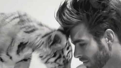 hot guy with tiger cub gif