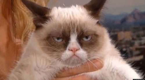 grumpy cat